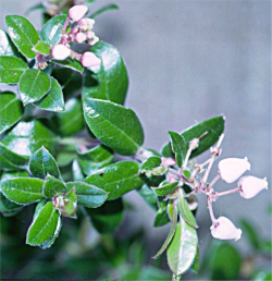 Photo taken at the UCSC Arboretum by Dean W. Taylor 